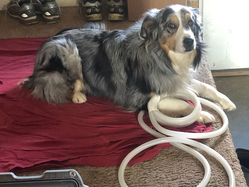 Canine-getting-PEMF-treatment