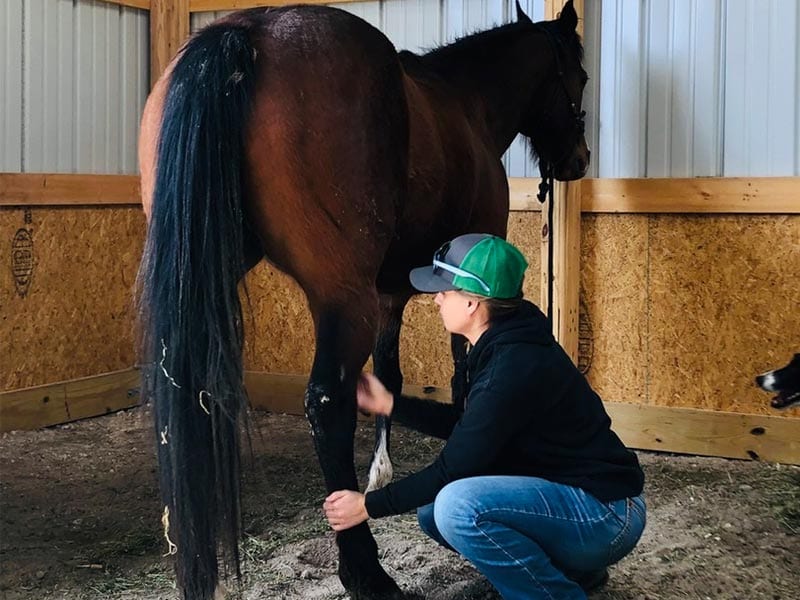 Kristi-Coulthard-massaging-horse