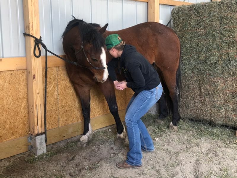 Kristi-Coulthard-massaging-horse