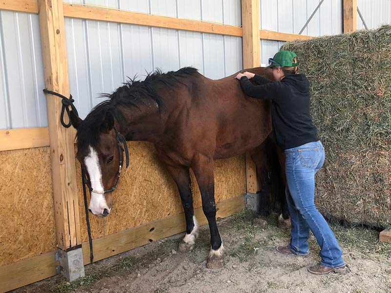 Kristi-Coulthard-massaging-horse